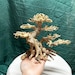 see more listings in the Bonsai Driftwood section