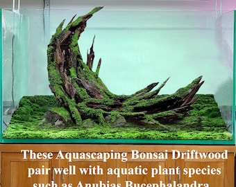 アクアスケープ用木製流木、水槽装飾、流木、水槽用ハードスケープ岩
