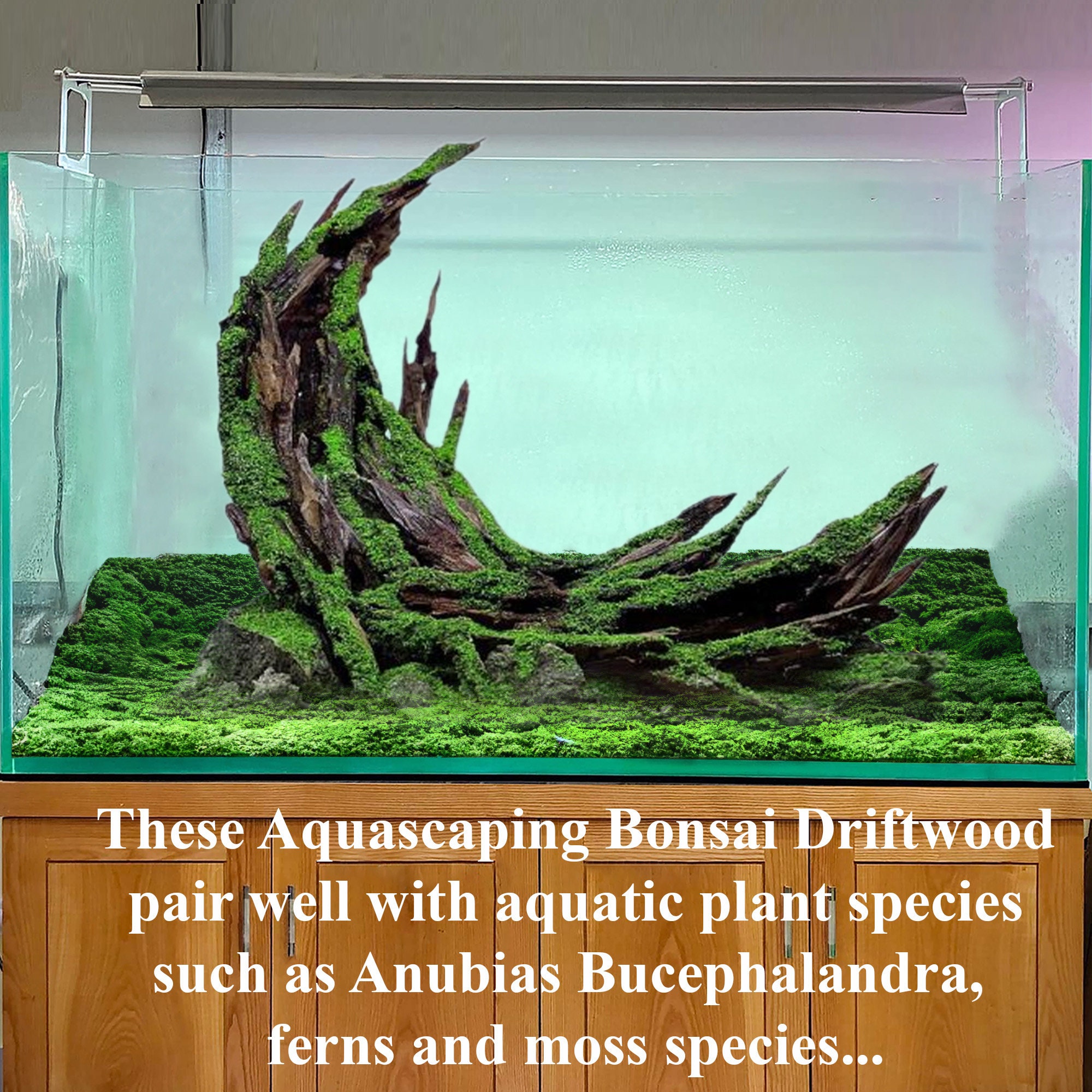 アクアスケープ 木製水槽 流木 水槽装飾 流木水槽 ハードスケープ 岩