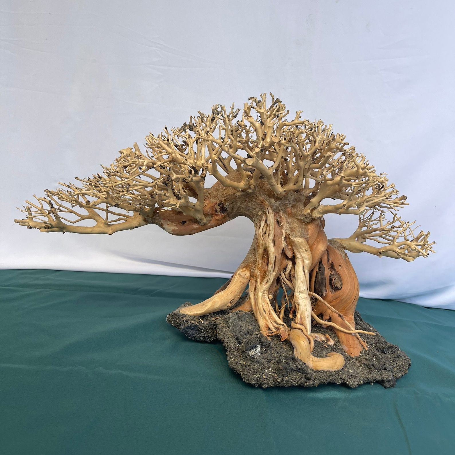 Bonsai Driftwood Aquarium Tree Aquascape Hardscape Real Drift Wood for ...