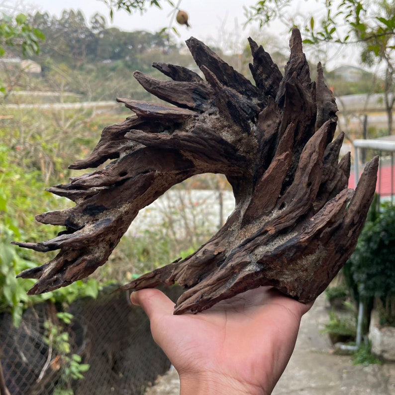 May include: A large, intricately shaped piece of driftwood with a natural brown color and a rough, textured surface. The wood is shaped like a wave or a dragon's head, with sharp points and curves.