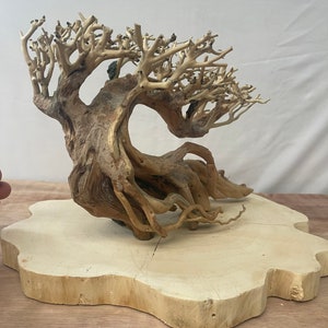 May include: A light brown driftwood bonsai tree with a thick trunk and many branches. The tree is sitting on a light brown wooden base.