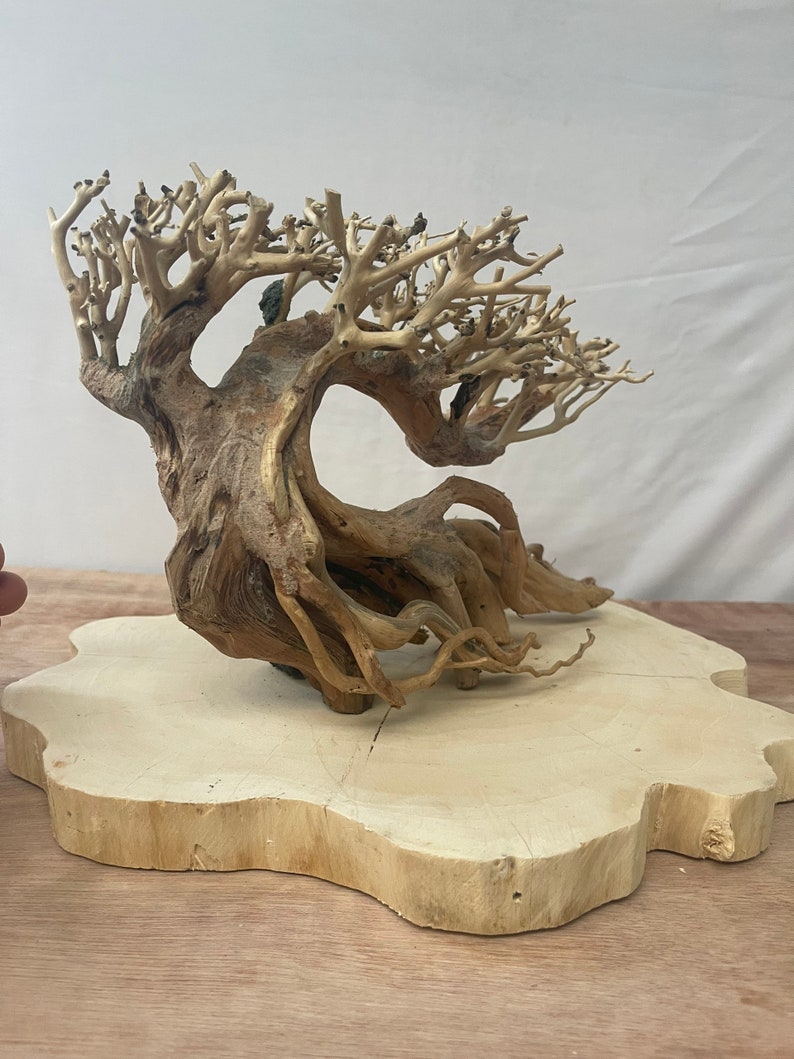May include: A light brown driftwood bonsai tree with a thick trunk and many branches. The tree is sitting on a light brown wooden base.