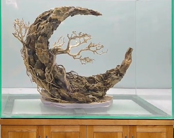 May include: A glass aquarium with a wooden base and a crescent-shaped piece of driftwood with a small tree growing on it.
