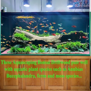 May include: A large aquarium with a large piece of driftwood in the center. The driftwood is covered in green moss and there are many small, colorful fish swimming around it. The aquarium is lit by three lights and has a green background.