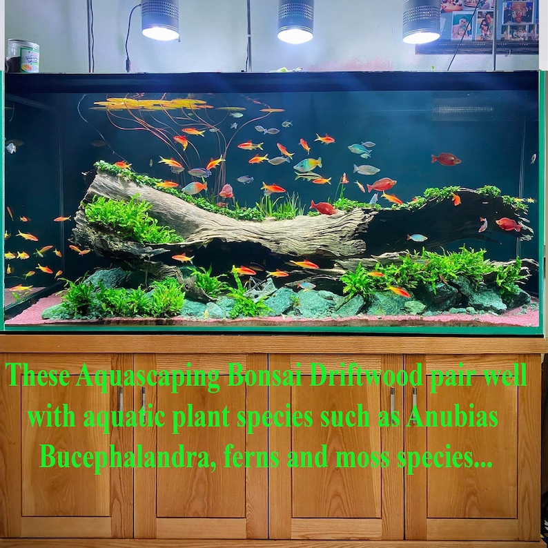 May include: A large aquarium with a large piece of driftwood in the center. The driftwood is covered in green moss and there are many small, colorful fish swimming around it. The aquarium is lit by three lights and has a green background.