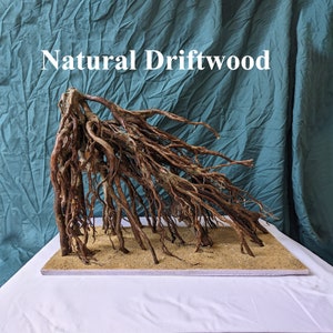 May include: Natural driftwood root system arranged on a light brown sand-coloured base. The driftwood is a light brown colour with a natural, rough texture.