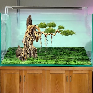 Aquarium driftwood bonsai aquascape rocks drift wood tree fish tank decorations