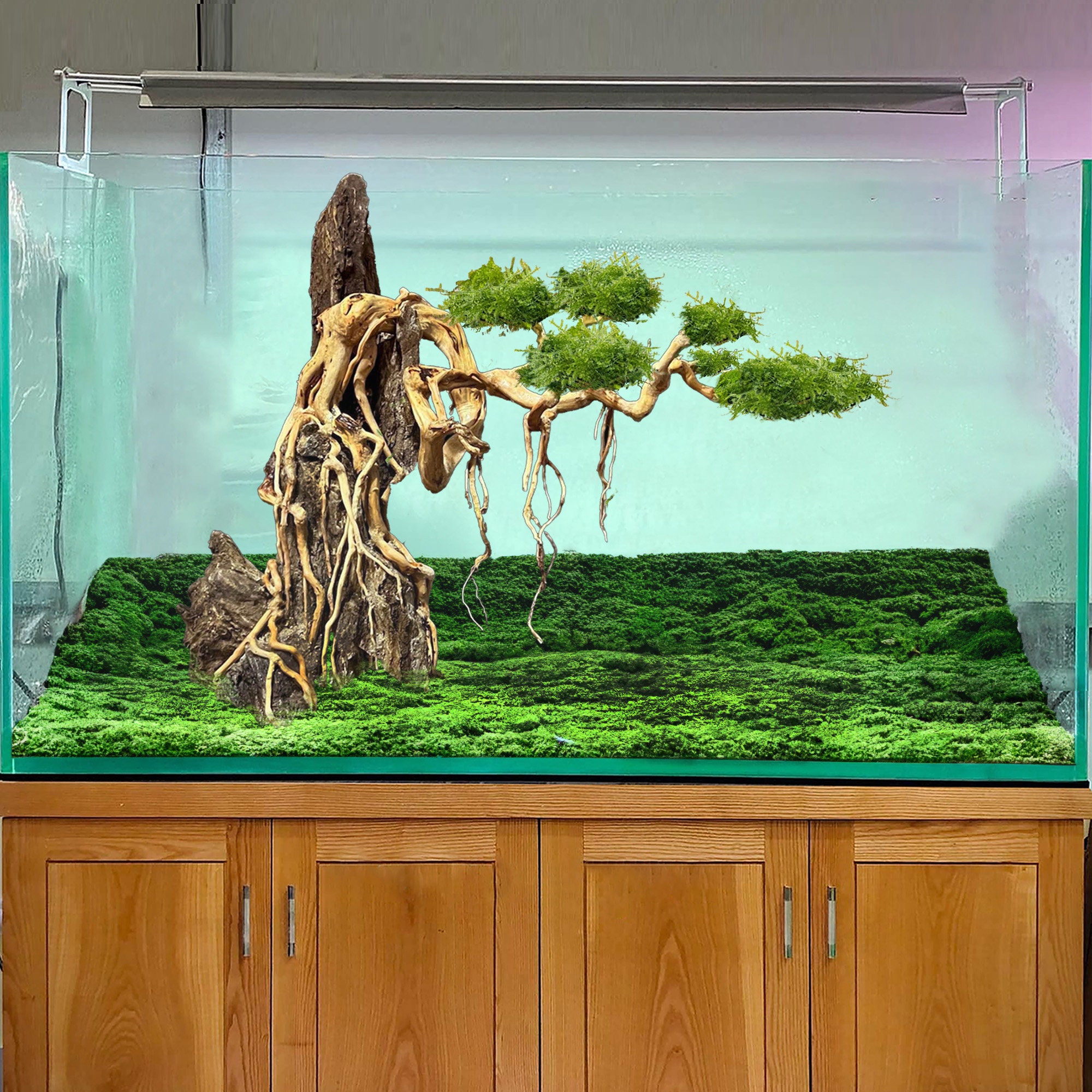 廃盤 CD BRONZE ブロンズ AQUARIUM アクアリウム Aquarium Driftwood Bonsai Aquascape Rocks Drift Wood Tree Fish