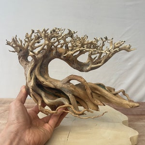 May include: A large, intricately branched, light brown driftwood piece shaped like a bonsai tree. The driftwood has a natural, weathered look and is perfect for use in terrariums or aquariums.