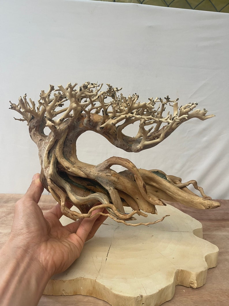May include: A large, intricately branched, light brown driftwood piece shaped like a bonsai tree. The driftwood has a natural, weathered look and is perfect for use in terrariums or aquariums.