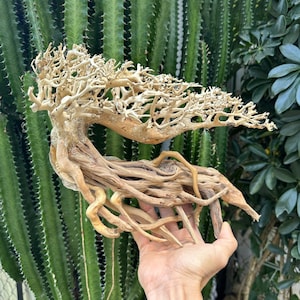 Bonsai driftwood aquarium plants aquascape wood hardscape decor fish tank decorations