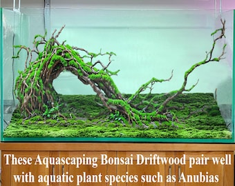 流木水槽盆栽アクアスケープ洞窟と岩、水槽の装飾用 - Etsy 日本