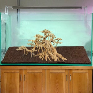 May include: A glass aquarium with a wooden stand. The aquarium is filled with water and has a brown substrate. A large, intricate piece of driftwood is arranged in the center of the aquarium, resembling a bonsai tree.