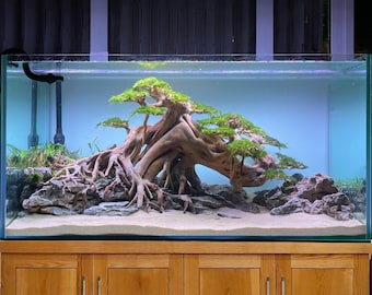May include: A large glass aquarium with a wooden stand. The aquarium is filled with water and contains a large, intricate driftwood arrangement with green moss and plants. The driftwood is shaped like a tree with branches and roots.