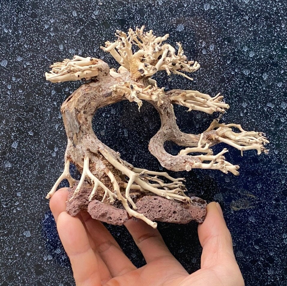 Driftwood Bonsai Aquarium Plants Real Drift Wood Fish Tank Etsy