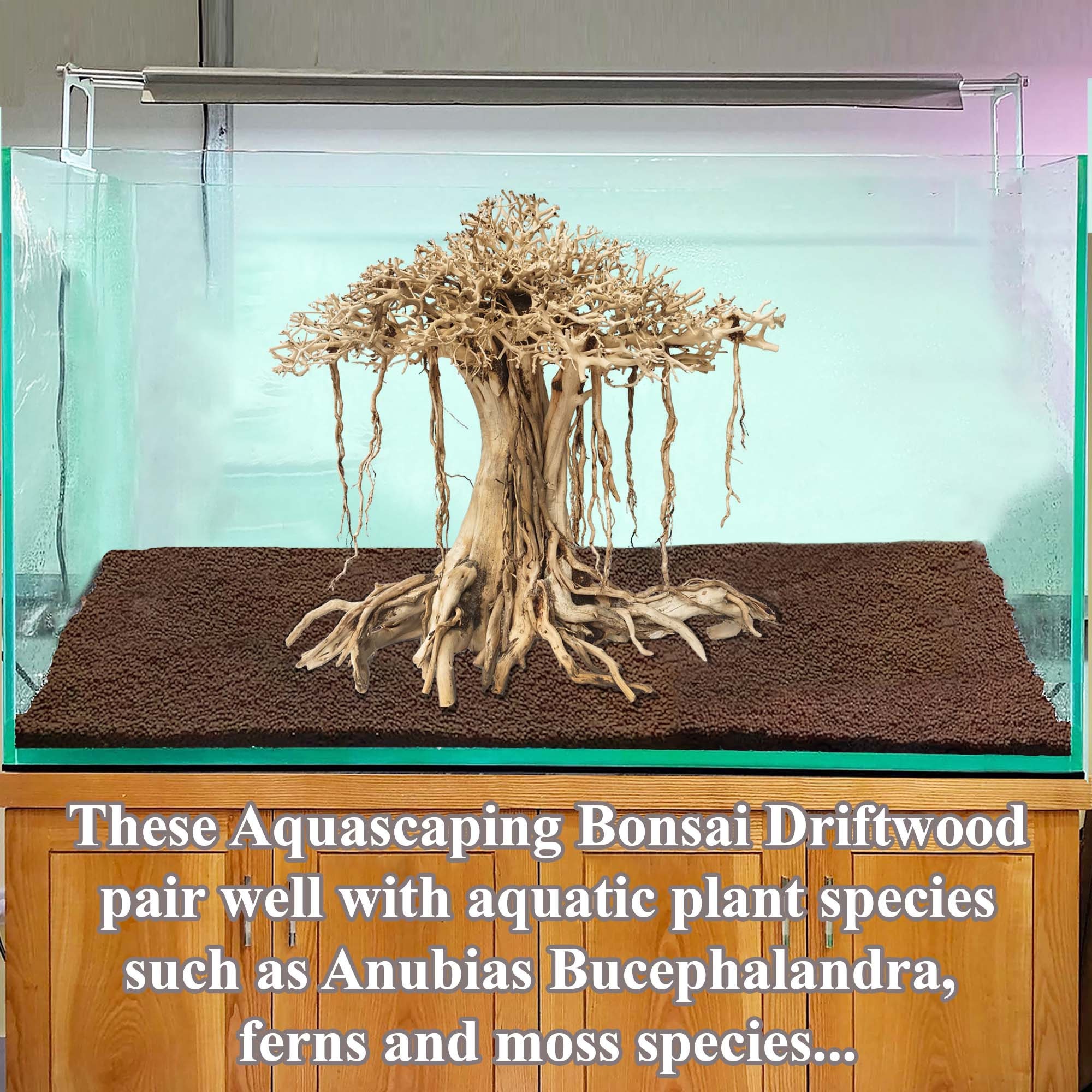 bonsai money Bonsai Money Tree – Bloomspace main image 0