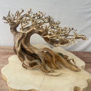 May include: A light brown driftwood bonsai tree with a curved trunk and many branches. The tree is sitting on a round, light brown wooden base.