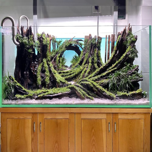 Aquascape Driftwood Aquarium Rock Bonsai Drift Wood Freshwater - Etsy