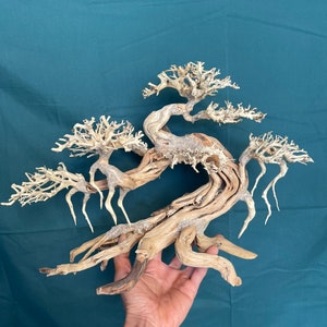 Peut inclure: Une sculpture de bonsa&iuml; en bois flott&eacute; avec un design complexe et torsad&eacute;. Le bois de couleur claire pr&eacute;sente des branches complexes et une surface textur&eacute;e, cr&eacute;ant une forme miniature en forme d'arbre. La sculpture est tenue sur un fond bleu sarcelle.