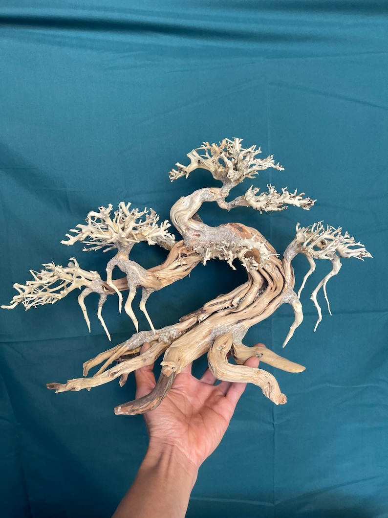 Peut inclure: Une sculpture de bonsa&iuml; en bois flott&eacute; avec un design complexe et torsad&eacute;. Le bois de couleur claire pr&eacute;sente des branches complexes et une surface textur&eacute;e, cr&eacute;ant une forme miniature en forme d'arbre. La sculpture est tenue sur un fond bleu sarcelle.