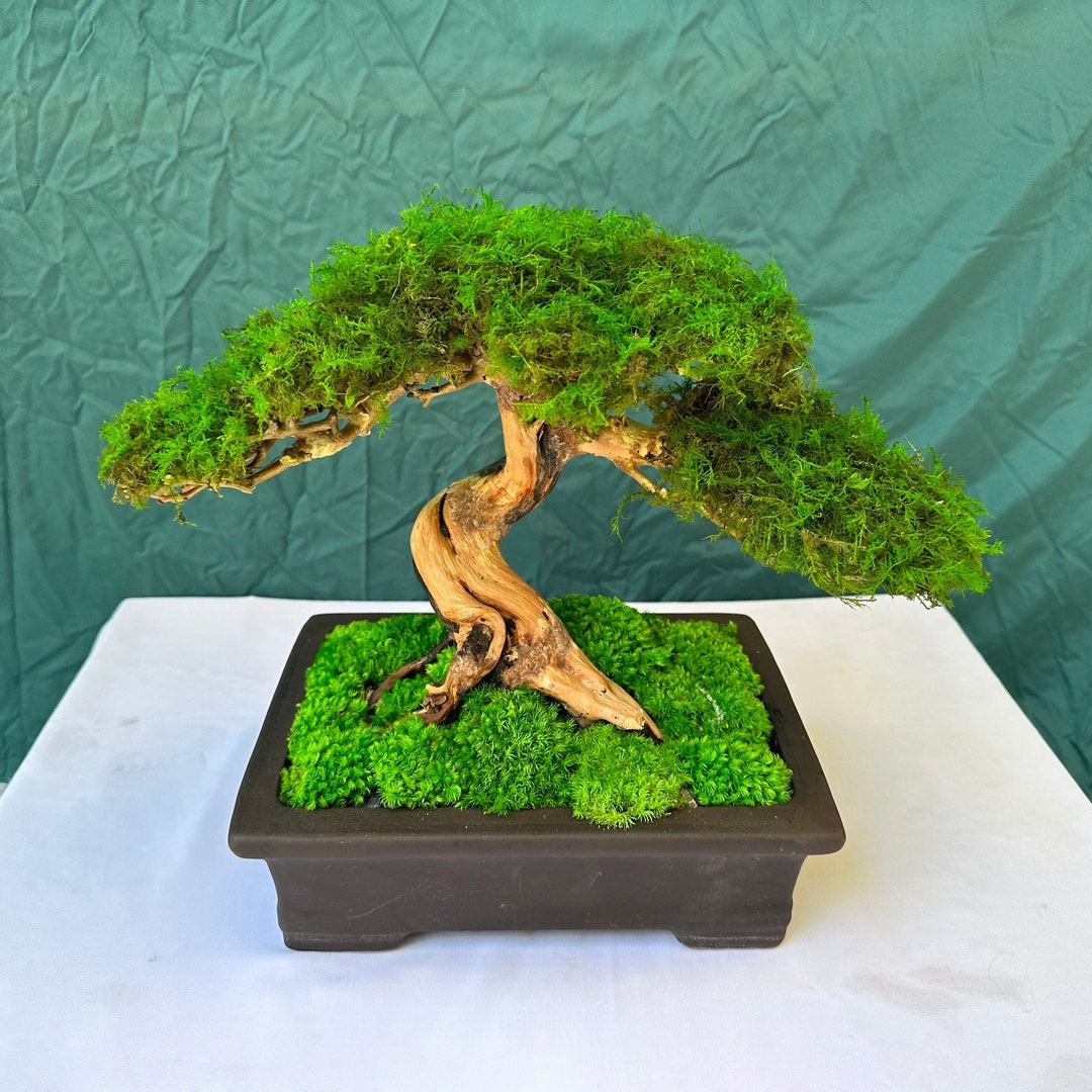 Drifwood Preserved Moss Bonsai Tree Handmade Ceramic Pot Home