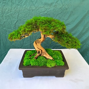 Drifwood preserved moss bonsai tree handmade ceramic pot home decoration