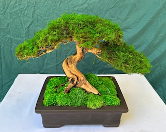 Drifwood preserved moss bonsai tree handmade ceramic pot home decoration