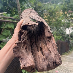 May include: A weathered, hollowed-out piece of driftwood with a rough, brown bark texture. The wood has a natural, organic shape and is perfect for crafting or decorating.