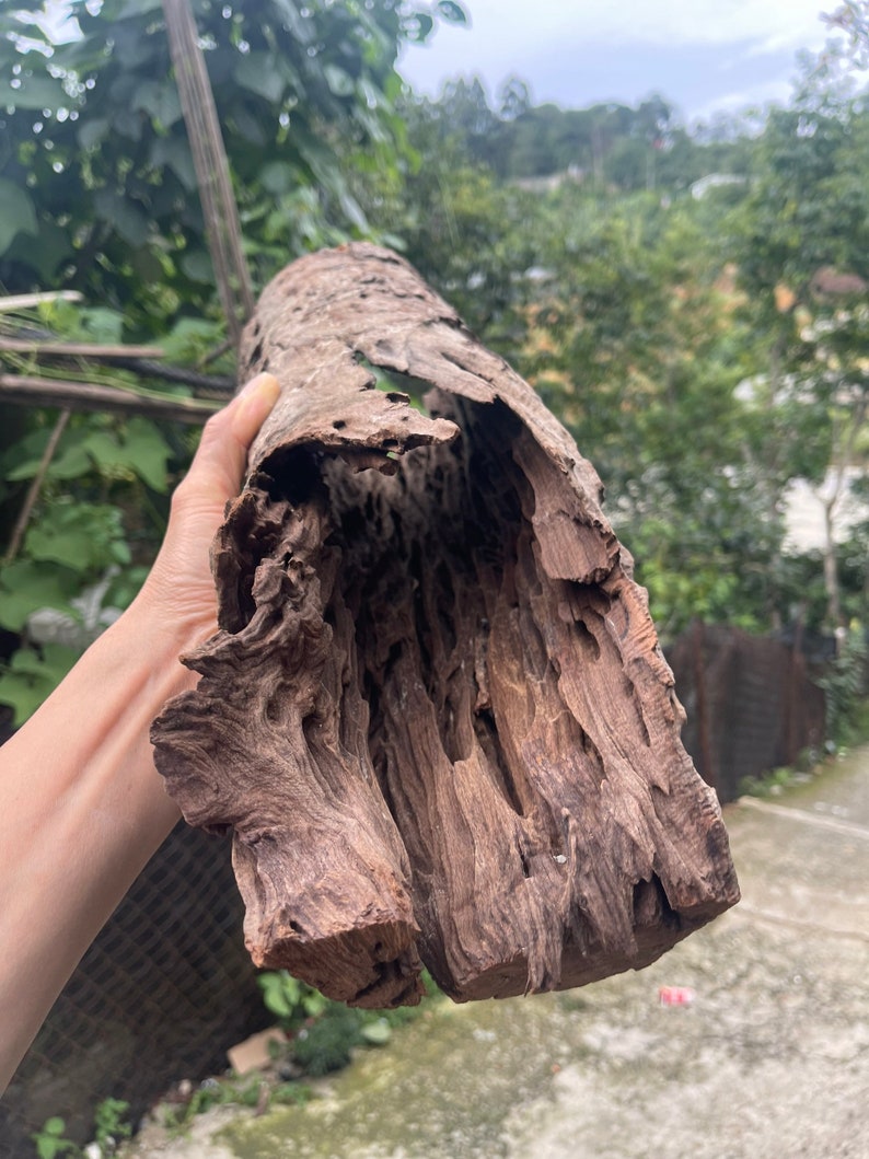 May include: A weathered, hollowed-out piece of driftwood with a rough, brown bark texture. The wood has a natural, organic shape and is perfect for crafting or decorating.