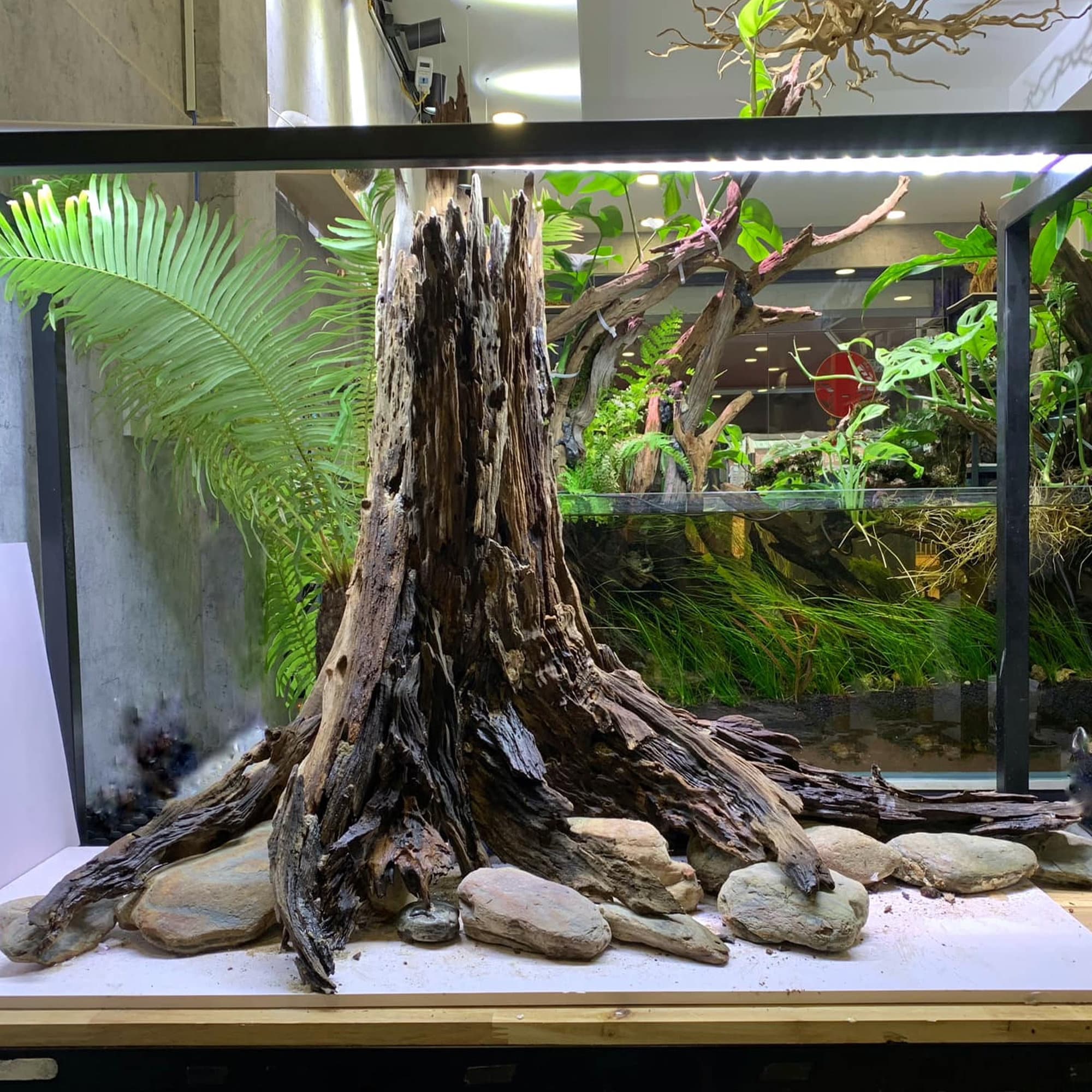 Aquarium Tree Stump Driftwood Bonsai Aquascaping Wood Fish Tank Plant ...
