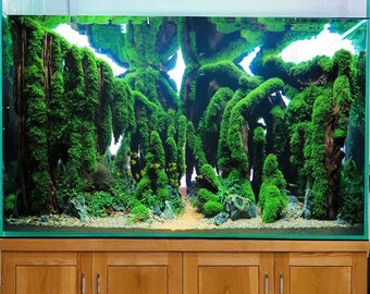 Aquascaping bonsai aquarium driftwood large landscape rock for fish tank decor