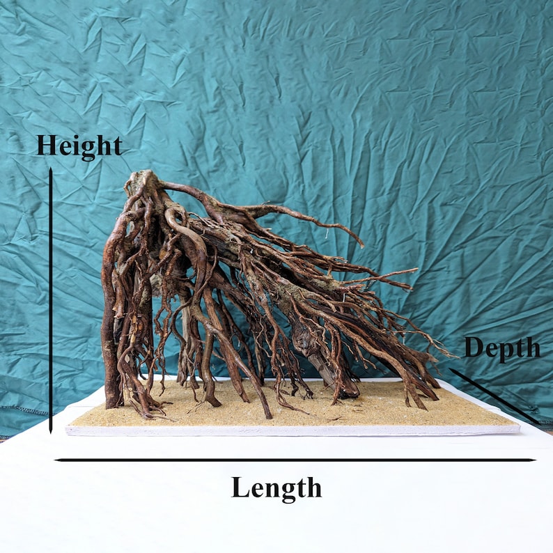 May include: A large, brown, gnarled root system, resembling a tree, is displayed on a white base with sand. The root system is approximately 60 cm long, 30 cm wide, and 25 cm tall.  The root system is ideal for use in terrariums, aquariums, or as a decorative element.