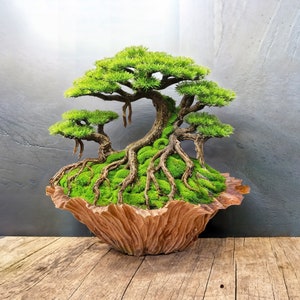 bonsai small tree Sophora prostrata Little Baby Pre Bonsai Trees - 2 Year Old - 10-14 inch  Tall