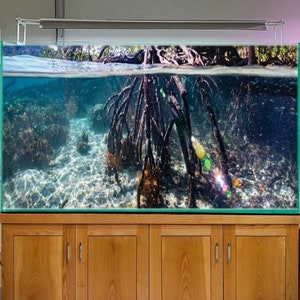 May include: A large aquarium tank with a wooden stand. The tank is filled with water and features a realistic underwater scene with mangrove roots and a sandy bottom. The tank is lit by a fluorescent light fixture.