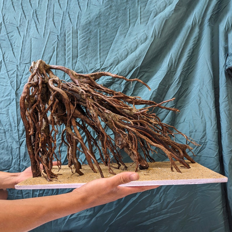 May include: A large, brown, dried root system, resembling a tree, is displayed on a light brown, rectangular base. The roots are arranged in a cascading pattern, creating a natural and organic aesthetic.