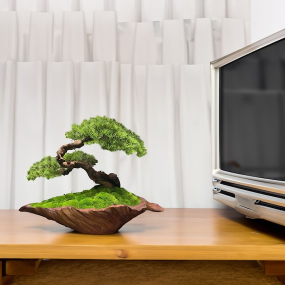 house palm tree plant Palm main image 0
