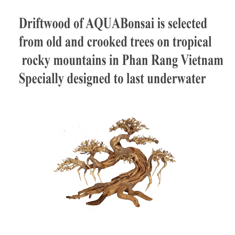 Peut inclure: Driftwood AQUABonsai, issu d'arbres anciens des montagnes rocheuses du Vietnam. Sp&eacute;cialement con&ccedil;u pour durer sous l'eau. L'image montre un morceau de bois flott&eacute; en forme de bonsa&iuml; avec un tronc tordu et des structures en forme de branches.