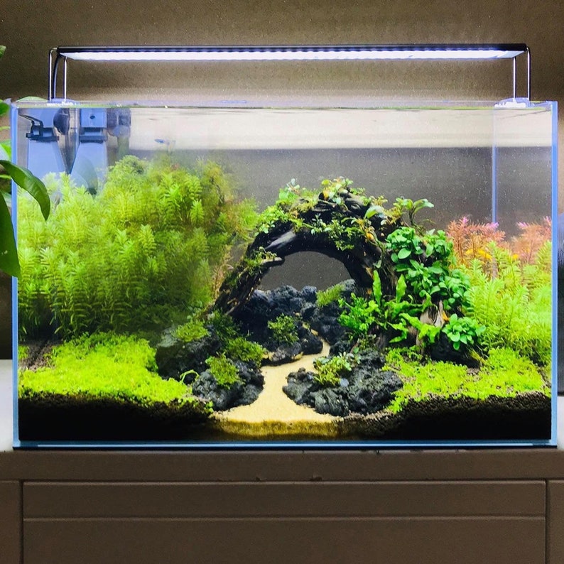 May include: A planted aquarium with a large, curved piece of driftwood creating an archway. The aquarium is filled with green plants, rocks, and a sandy bottom. The aquarium is lit by a light fixture.