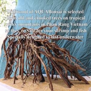 May include: Driftwood from AQUABonsai, sourced from old trees in Vietnam. This natural piece is safe for aquariums and designed to last underwater.