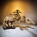 see more listings in the Bonsai Driftwood section