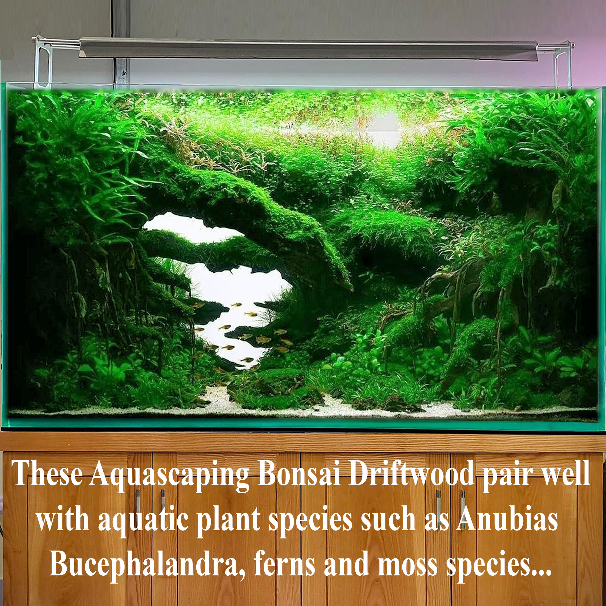 Aquascape Driftwood Aquarium Bonsai Aquascaping Wood Cave Fish