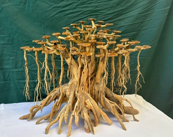 Plantes en bois d'aquascape d'arbre de bonsaï de bois flotté d'aquarium pour des décorations d'aquarium