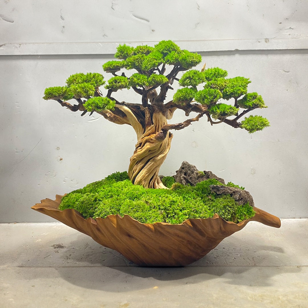 Bonsai Driftwood Preserved Moss Wood Sculpture Pot Handmade for