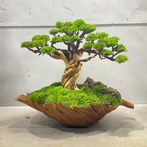 Table bonsai discount