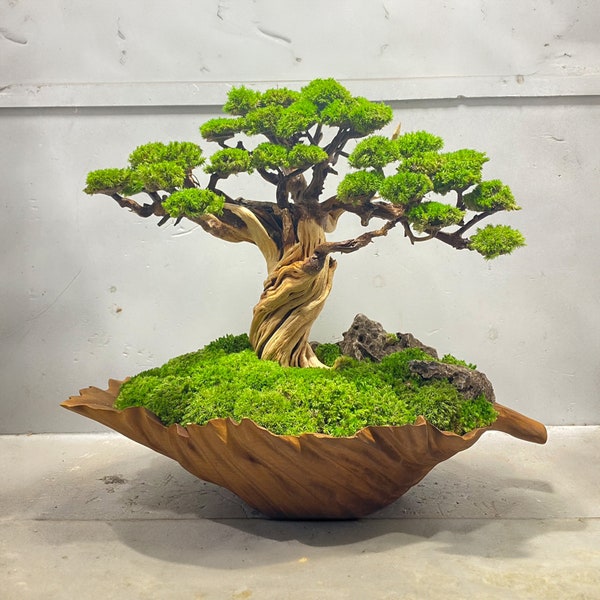 Bonsai driftwood preserved moss wood sculpture pot handmade for coffee table home decor