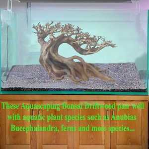 May include: A large, curved piece of driftwood in a glass aquarium with a gravel bottom. The driftwood is shaped like a bonsai tree and is a popular choice for aquascaping. The text "These Aquascaping Bonsai Driftwood pair well with aquatic plant species such as Anubias Bucephalandra, ferns and moss species..." is visible at the bottom of the image.