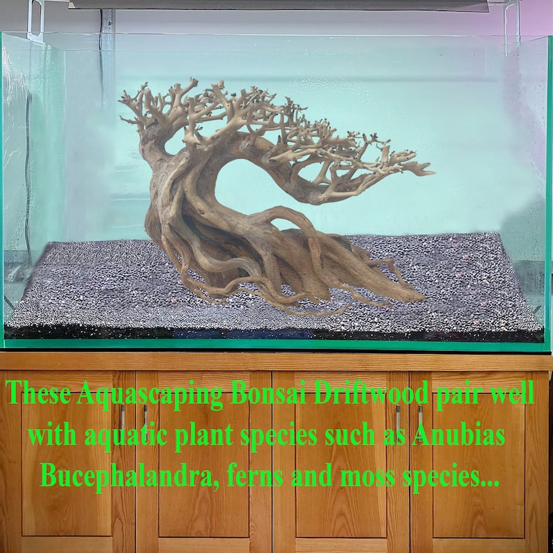 Aquarium Driftwood Extra Large Bonsai Tree Aquascape Hardscape Etsy