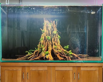 水槽の木の切り株、流木、盆栽、アクアスケープ、木材、水槽、植物