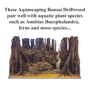 Puede incluir: Una escena de aquascaping en miniatura con una peque&ntilde;a cascada y un camino que conduce a trav&eacute;s de un bosque de bons&aacute;is y madera flotante. El texto "These Aquascaping Bonsai Driftwood pair well with aquatic plant species such as Anubias Bucephalandra, ferns and moss species..." est&aacute; escrito sobre la escena.